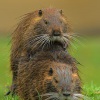 Nutrie ricni - Myocastor coypus - Nutria 2541